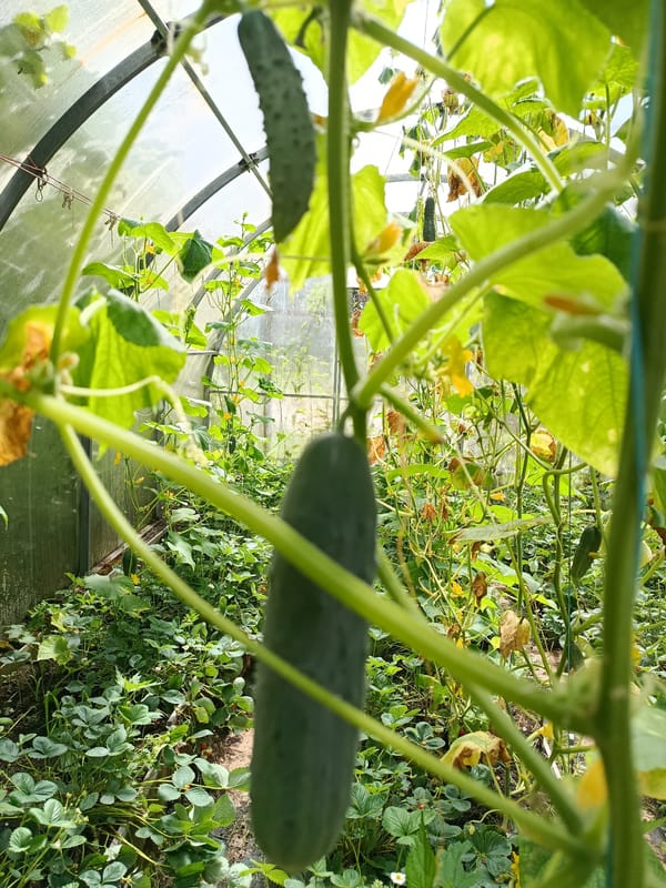 Late summer garden day at a Vereya homestead
