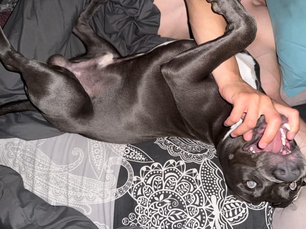 Pit bull puppy plays with owner on bed in Varna