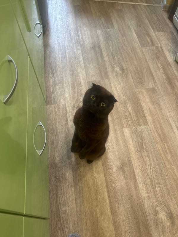 Scottish Fold cat captured in domestic moments in Bolgar