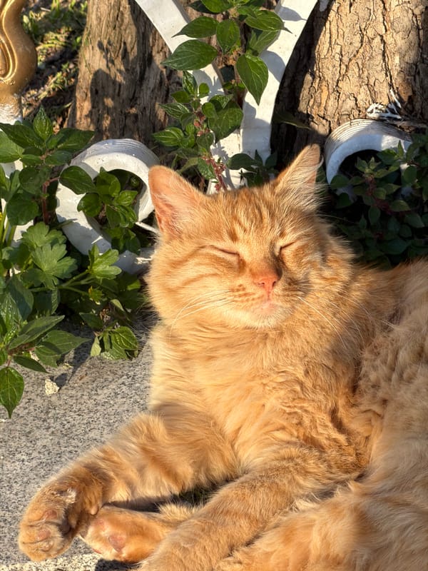 Spring afternoon stroll through Istanbul captures cats, aqueduct, portraits