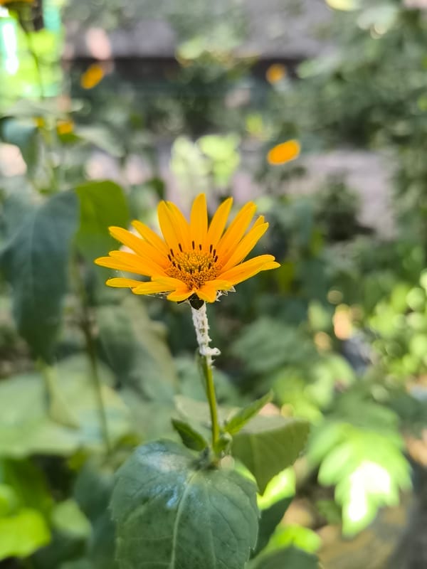 Quiet summer afternoon details from a Dnipro park