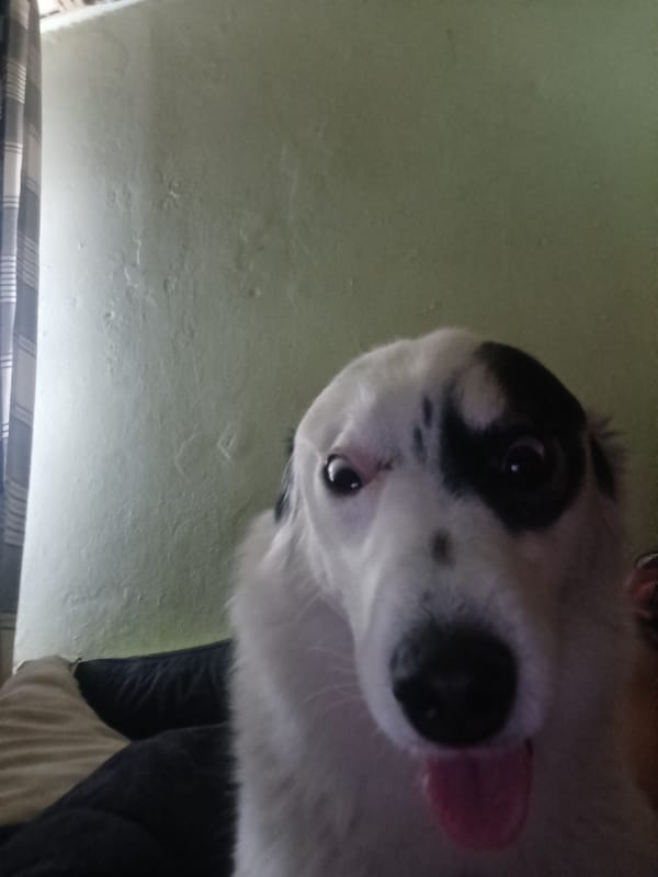 Saturday morning social posts feature husky photos in German town