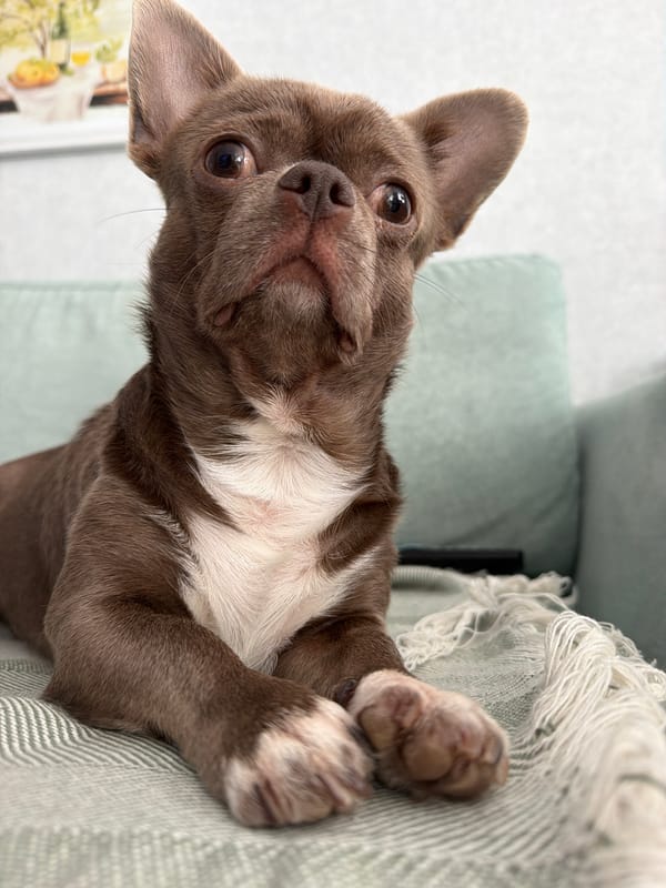 Chihuahua lounging on a couch in Votkinsk, Russia