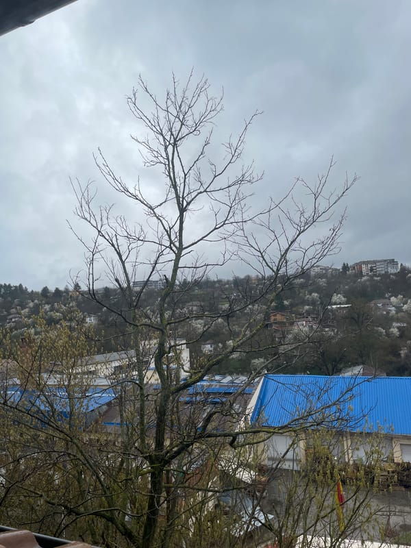 Holiday decorations and city views captured in Veliko Tarnovo