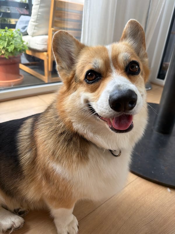 Corgi and matcha latte on a quiet afternoon in Germany