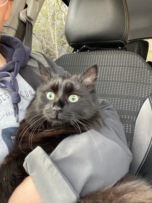 Black cat rests in passenger's lap in Sofia car