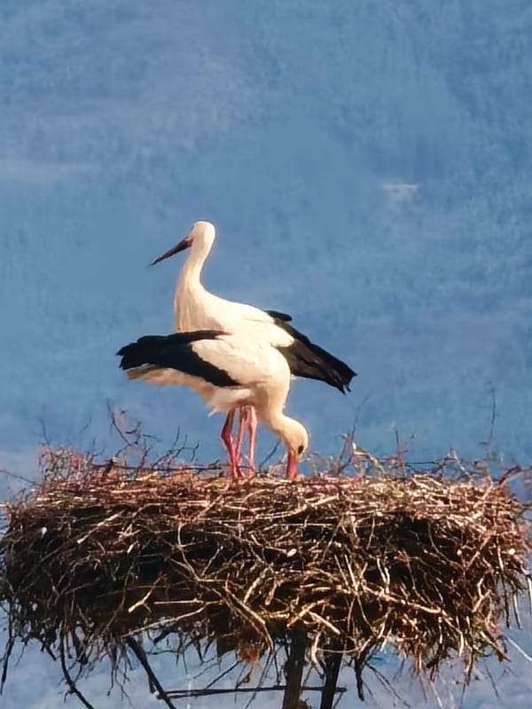 White storks observed in nest on tall structure