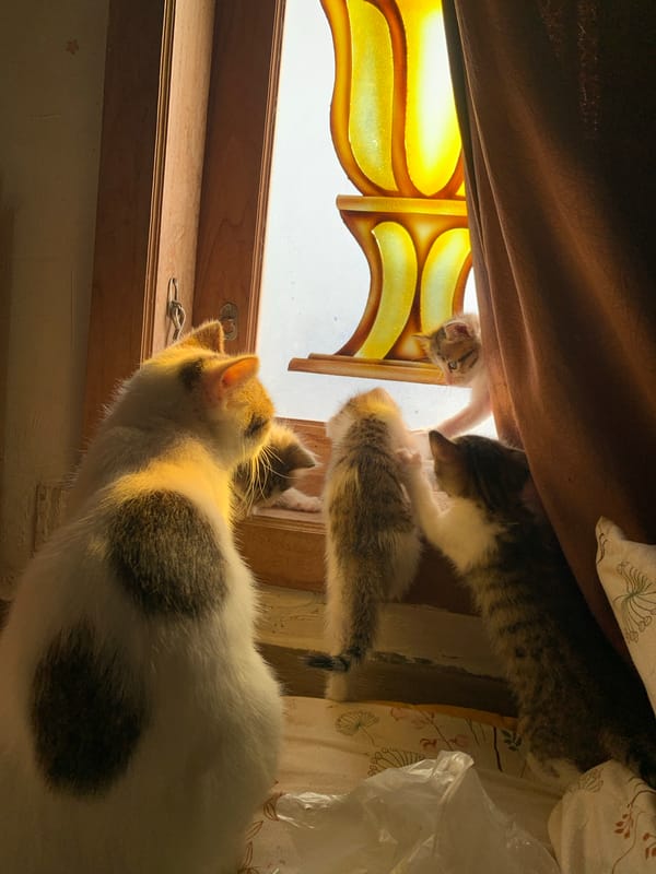 Domestic cats and kittens observed in residential Tanjungsepreh setting