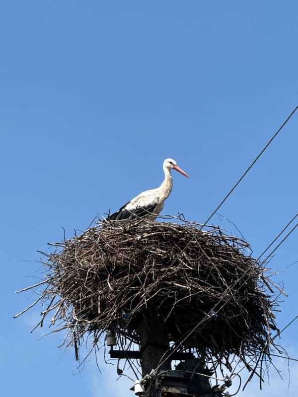 White stork in its utility pole nest, rural Lithuania