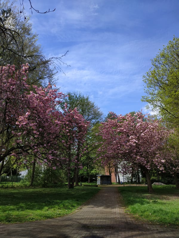 Cherry blossoms bloom in Dortmund park with visiting dog