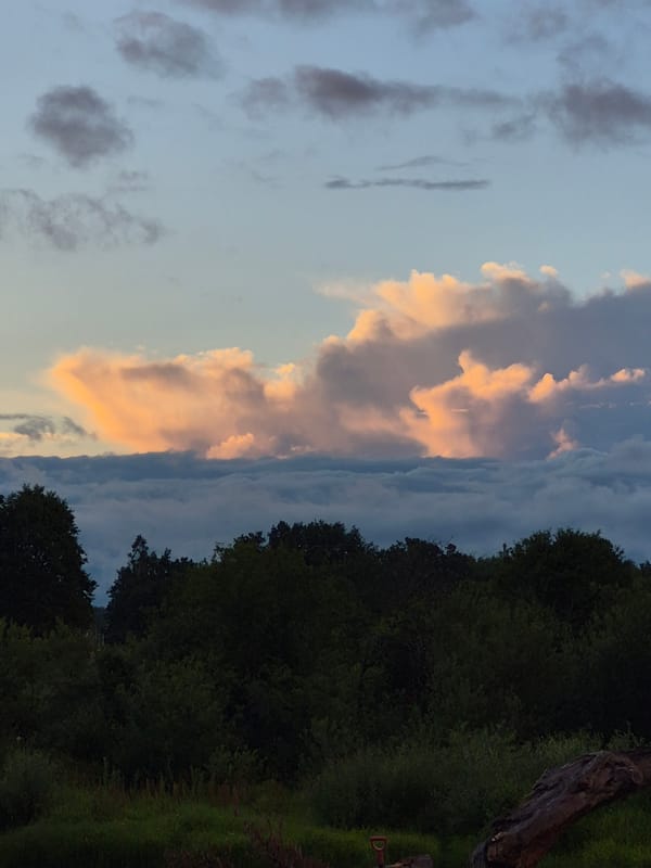 Estonian forest and sky at golden hour, rainbow included