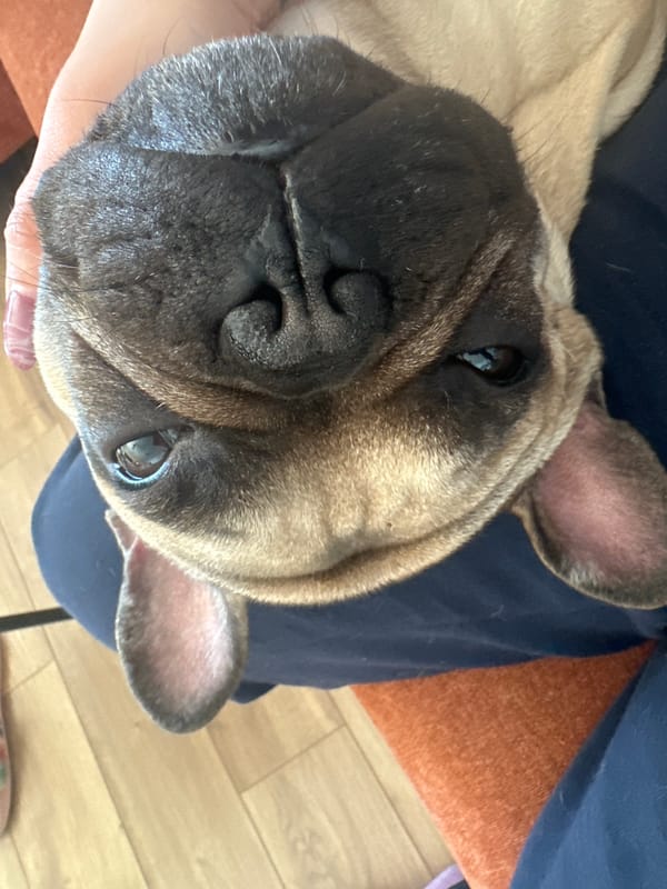 French Bulldog photographed with owner in Varna home