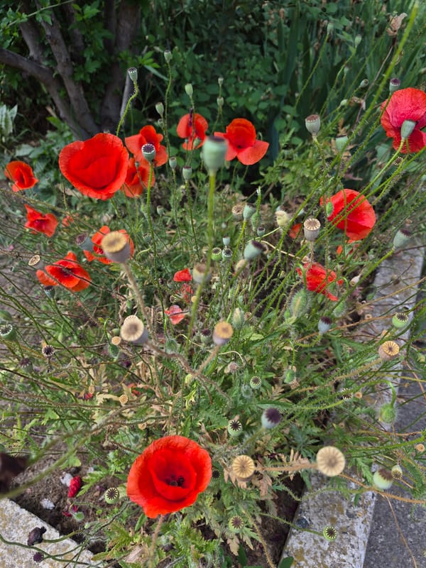 Garden blooms and local dogs during late spring afternoon