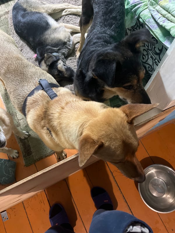 Dogs gathered indoors in Nizhny Tagil, one eating pizza