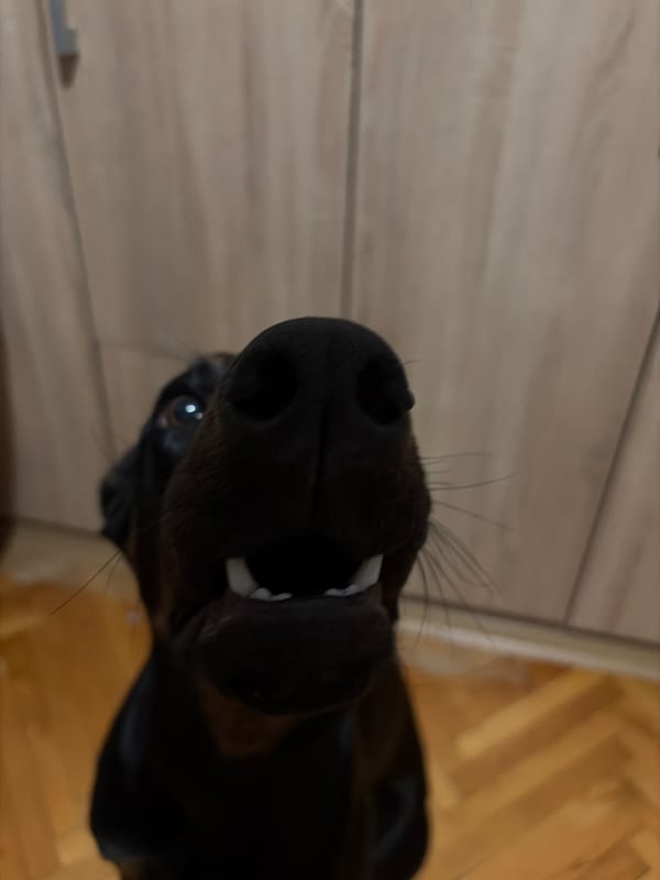 Doberman and Yorkie goof around indoors in Sofia apartment