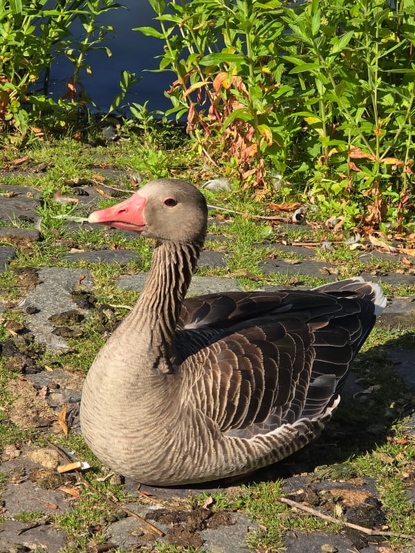 Waterfowl gathering observed: geese and heron spotted in daylight