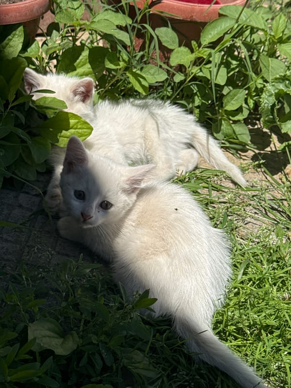 Morning snapshots from Dermantsi: kittens, drinks, dirt bikes