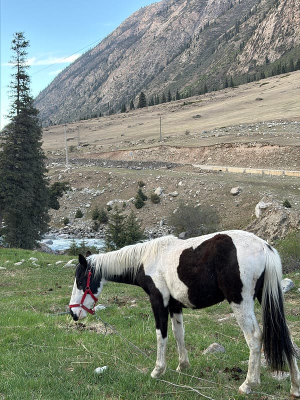 Piebald horse grazes in Kyrgyzstan mountain meadow near stream
