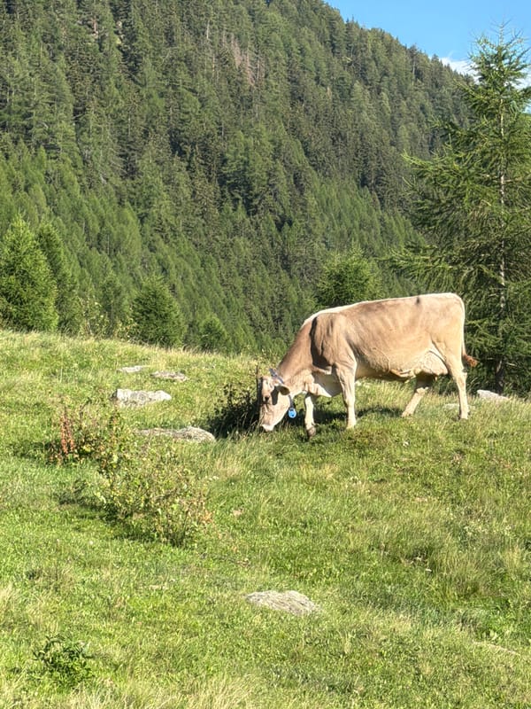 Livestock grazing across summer alpine meadows in South Tyrol