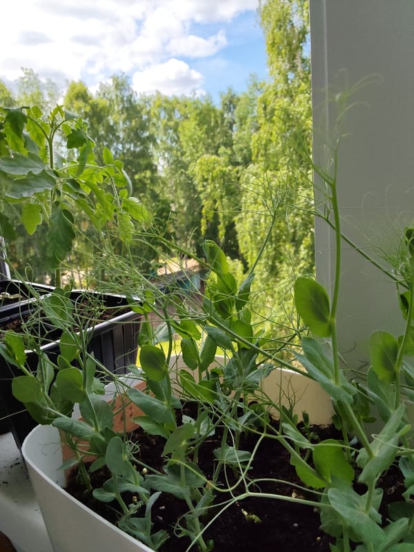 Balcony garden with pea and cucumber plants documented in Noviy