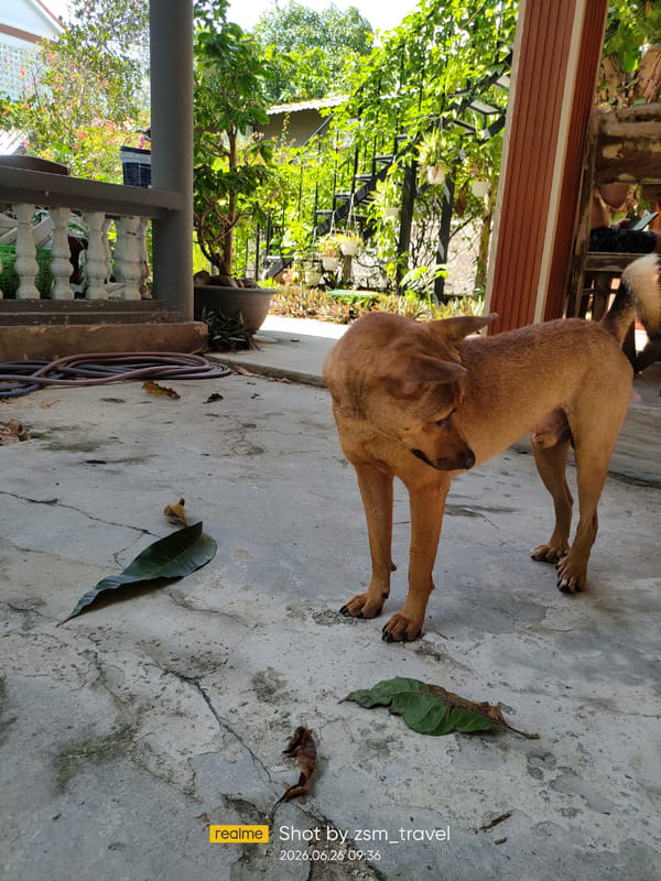 Rural Vietnam morning: lizard catching, drying food, and breakfast