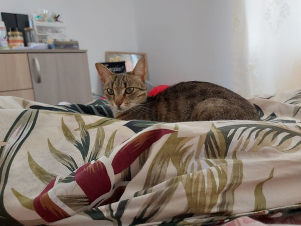 Tabby cat observed in morning domestic activities in Shumen home