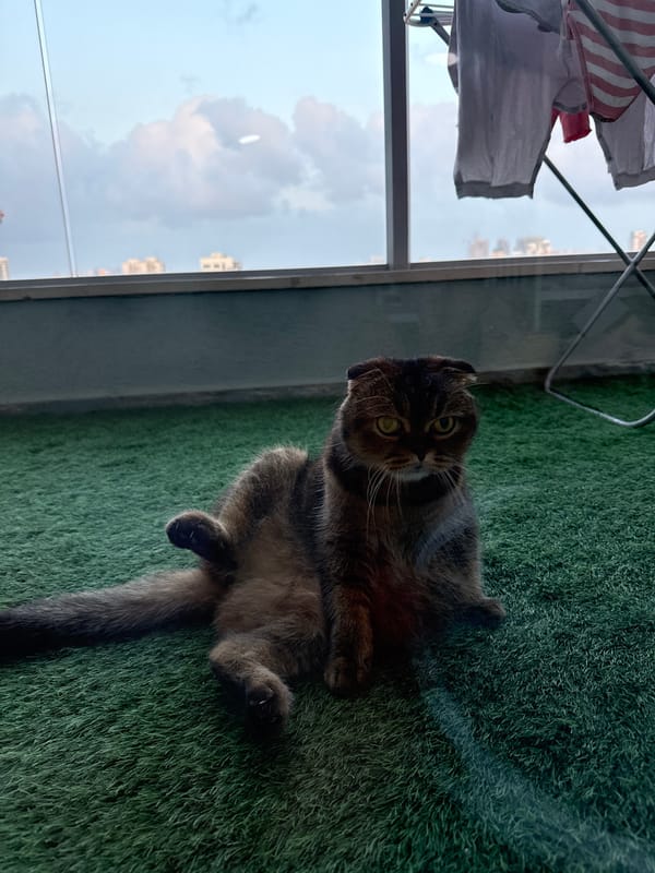 Cat spotted relaxing on Ramat Gan balcony Sunday afternoon