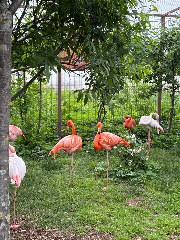 Morning Zoo Visit Documented in Izhevsk, Russia