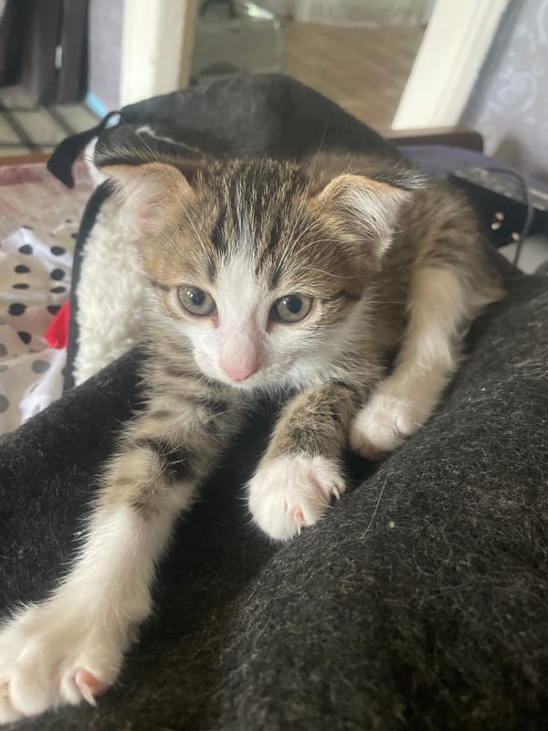 Cats, overgrown gardens, and quiet home life in rural Russia