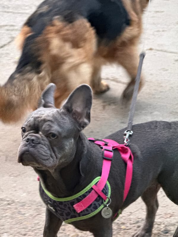 German Shepherd and French Bulldog out together on a city outing