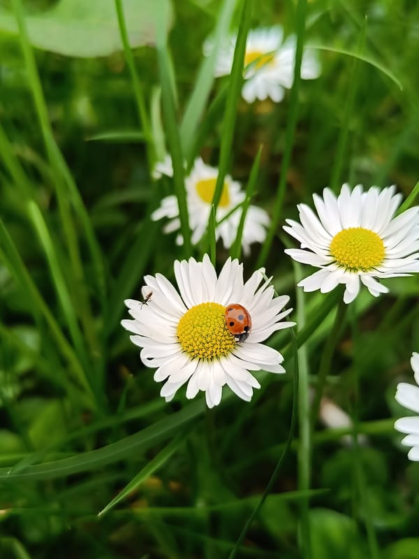 Pet feeding routine documented in Pleven, Bulgaria