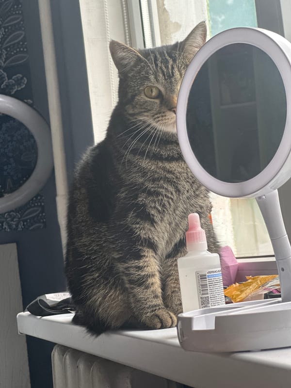 Tabby cat photographed in multiple indoor poses in Stavropol