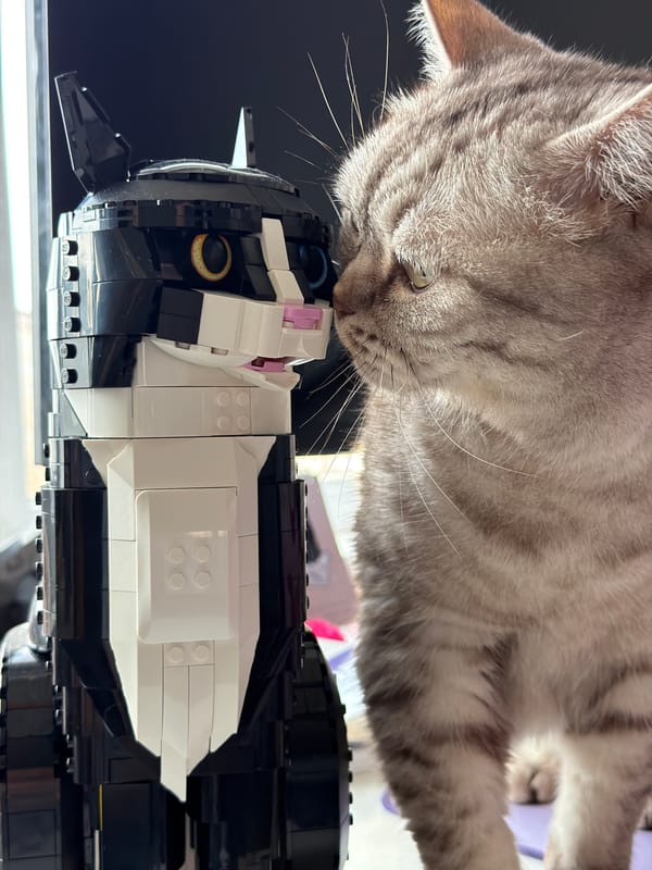 Cat investigates Lego model in Riga