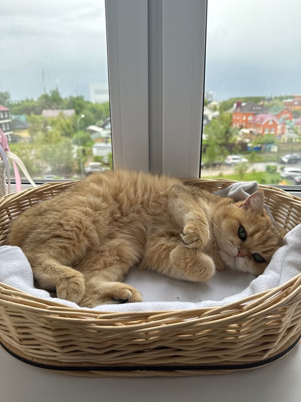 Morning moments captured in Odintsovo: cat, family photo