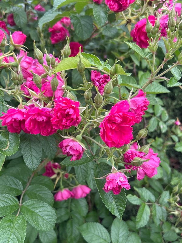 Evening stroll through a colorful rose garden in Mount Royal