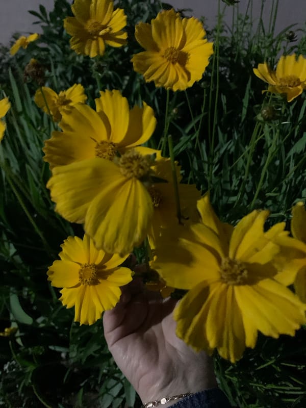 Afternoon scenes in Kapyĺ, Belarus mixing garden flowers and daily life