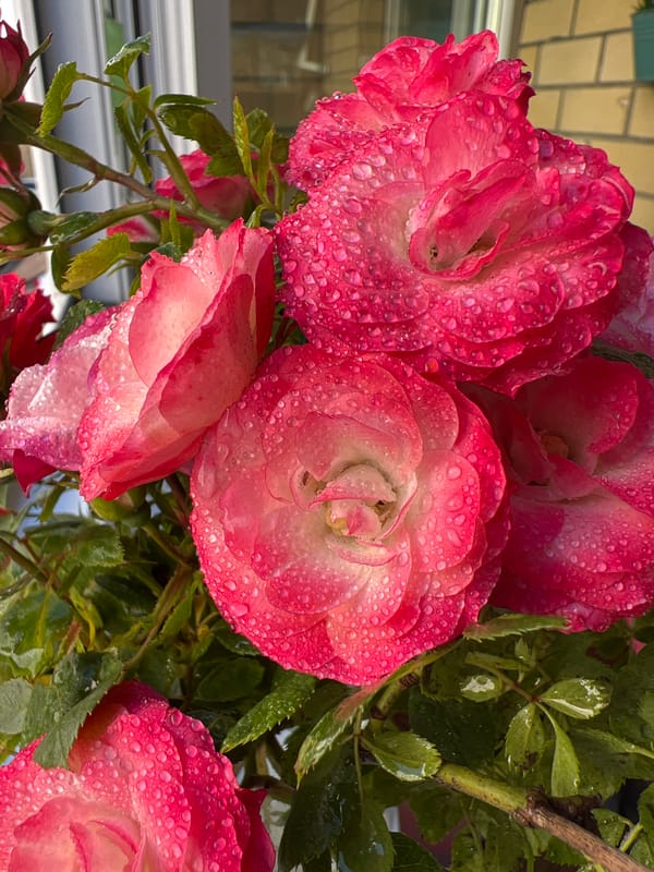 Morning rose photography session captures blooms across Krasnodar, Russia