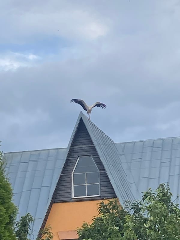 White stork lands on a rooftop in rural Belarus