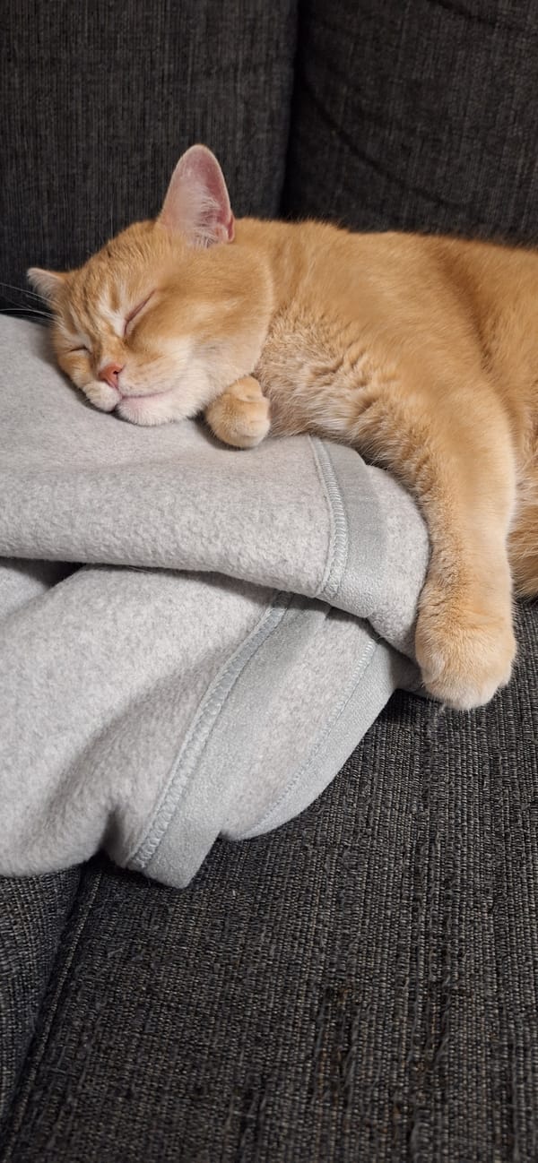 Orange tabby deep in a couch nap