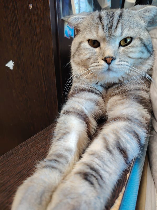 Heterochromatic tabby cat observed resting on wooden surface