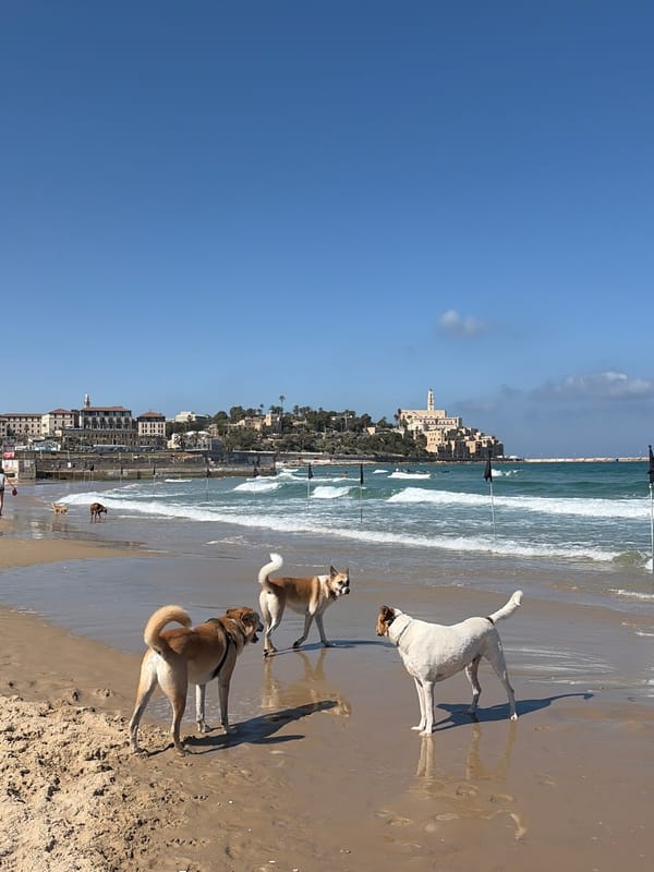 Three dogs play on Tel Aviv beach Friday morning