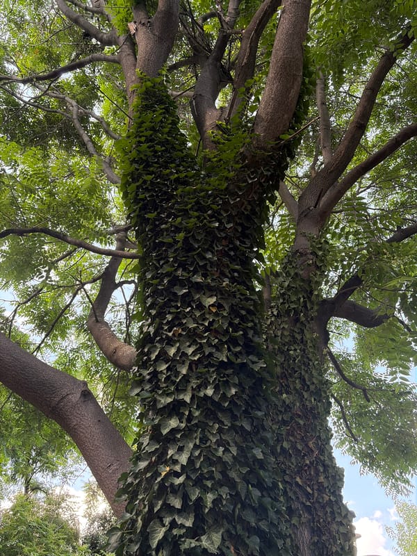 Close-up study of old-growth tree bark, roots, and texture