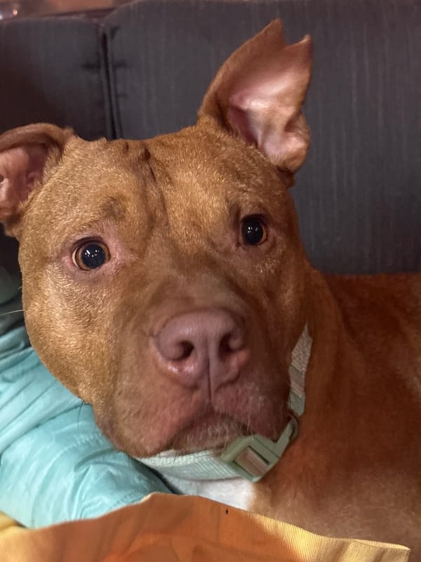 Brown pit bull photographed resting in Lom, Bulgaria