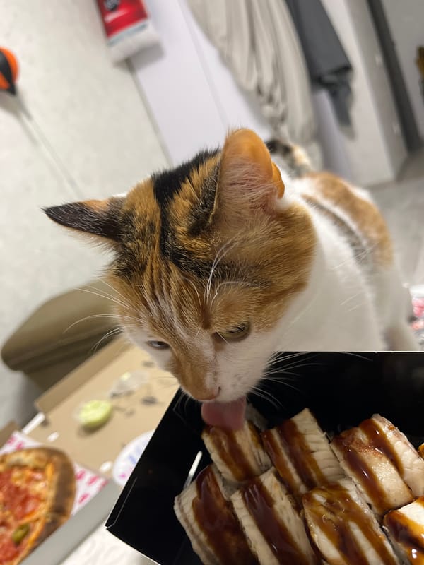 Kyiv apartment evening: pizza, sushi, a calico cat, and city views
