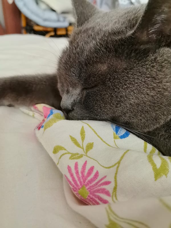 Grey cat napping on floral bedding in Homyel