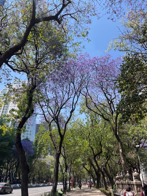 Mexico City afternoon walk captures jacaranda blooms, street sculptures
