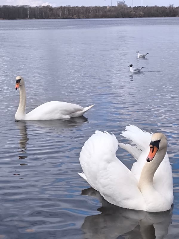 Swans and waterfowl spotted on Daugava River in Riga