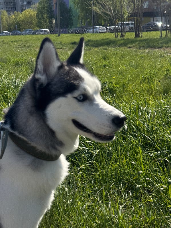Leashed husky enjoys morning walk in urban park setting