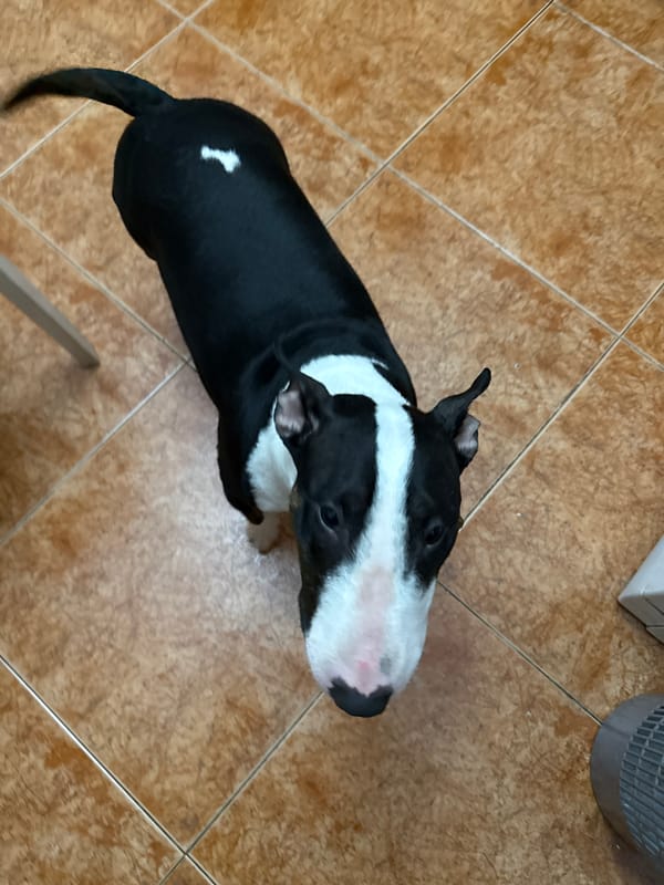 Bull terrier photographed on tiled floor in Moscow
