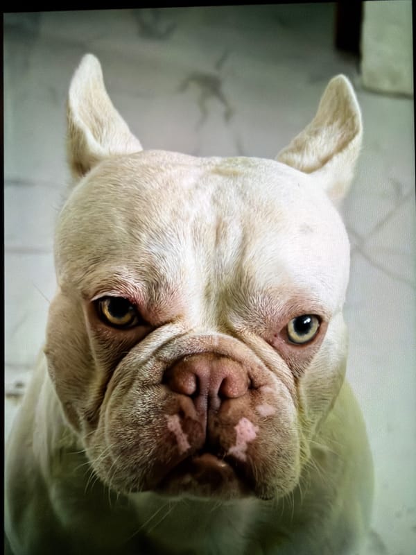French Bulldog photographed playing and resting in Burgas home